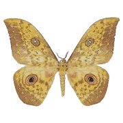 AURIVILLIUS CLIFTONI